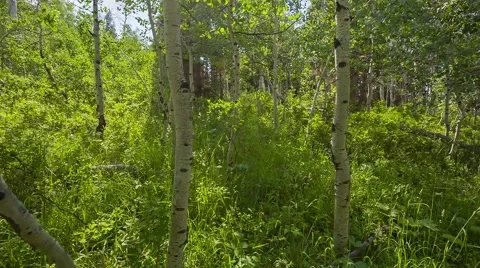 Young aspen trees walking through Stock Footage 40100859