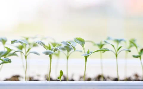 Young Aster seedlings growing in a propagation tray. Spring gardening. Stock Photos