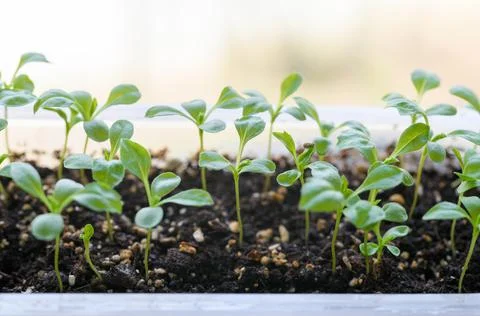 Young Aster seedlings growing in a propagation tray. Spring gardening. Stock Photos