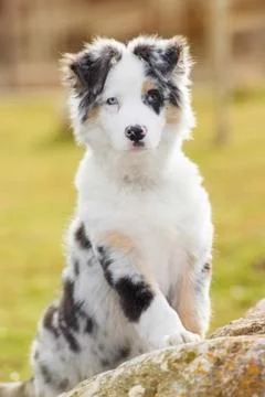 Young australian shepherd looking at the camera. Stock Photos