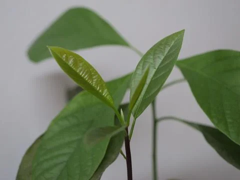 Young avocado tree on a grey background 写真素材