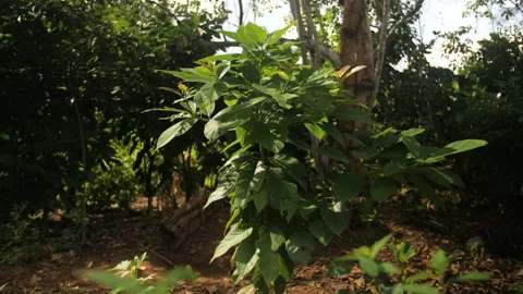 A young avocado tree grows in the heart of the forest, in Ivory Coast Stock Footage 221537207