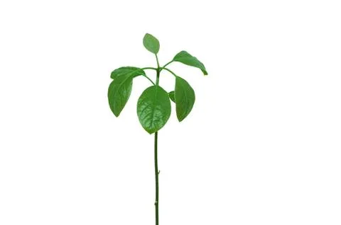 A young avocado tree. White isolate. Stock Photos