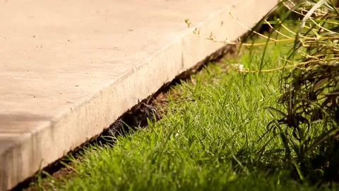 Young babies Rock squirrels observing their mother Stock Footage 131661539