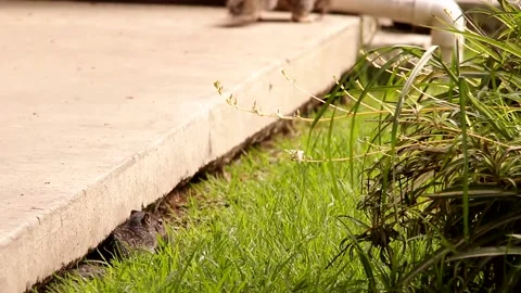 Young babies Rock squirrels observing their mother Stock-Footage 131661765