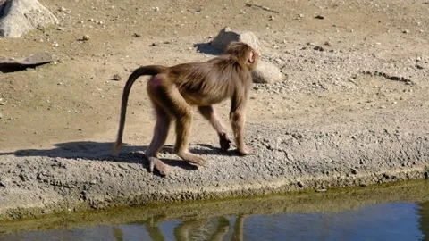 Young baboon and monkey walking near the small pond Stock-Footage 151054946