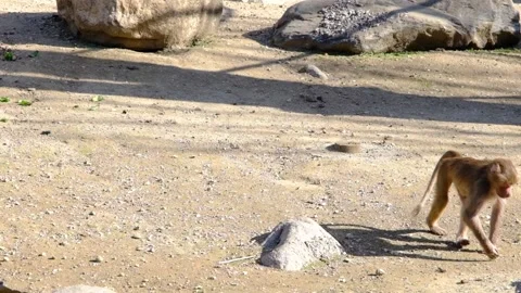 Young baboon and monkey walking near the small pond Stock Footage 151056575