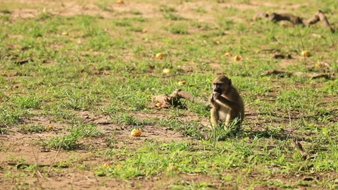 A young baboon eats fruit before being chased away. Stock Footage 148042936