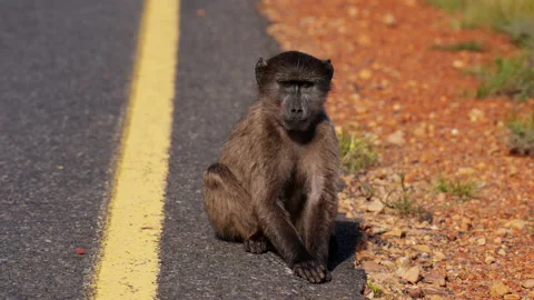 A Young Baboon Jumping And Sitting By The Roadside Stock Footage 236512269