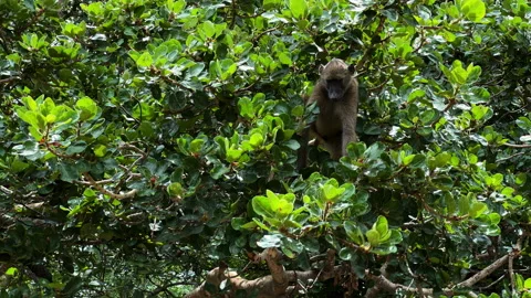 Young baboon monkey looking for food in a tree, Safari camp in Africa 스톡 동영상 195971781