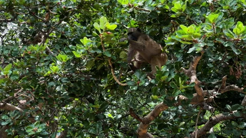 Young baboon monkey looking for food in a tree, Safari camp in Africa 스톡 동영상 195971803