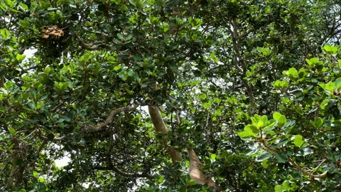 Young baboon monkey looking for food in a tree, Safari camp in Africa Video stock 195971874