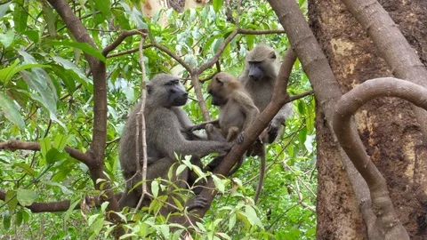 Young Baboon with Mother Video stock 125445460