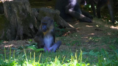 Young Baboon Observing and Joining a Group Stock Footage 294594556