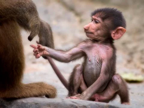 Young baboon Stock Photos
