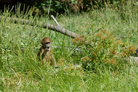 Young Baboon 스톡 사진