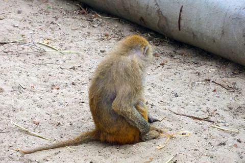 Young Baboon Sitting on Sandy Ground in a Zoo Environment Stock Photos