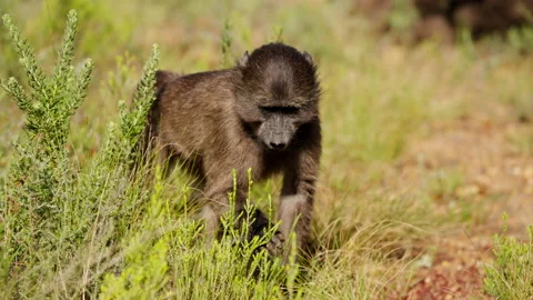 A Young Baboon Walking In Slow Motion Video stock 236512301
