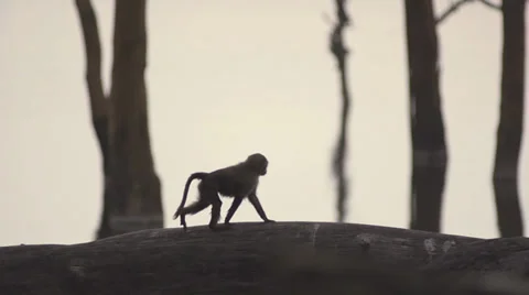Young baboon walking on a tree trunk Stock Footage 33538694