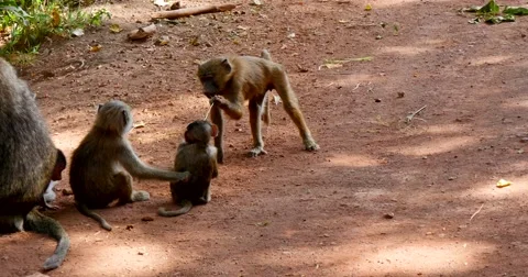 Young Baboons play on ground Stock Footage 60596465