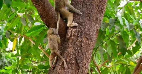 Young Baboons play in tree Stock Footage 60596067