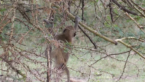 Young Baboons playing Video stock 125438416