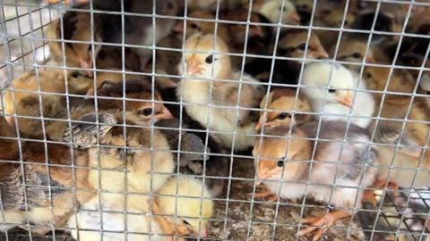 Young Baby Chicks in Crowded Cage at Poultry Farm. Close Up. 4K Resolution. Stock Footage 308695080