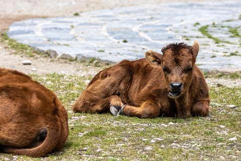 Young baby Heck cattle, Bos primigenius taurus or aurochs in a German park Stock Photos