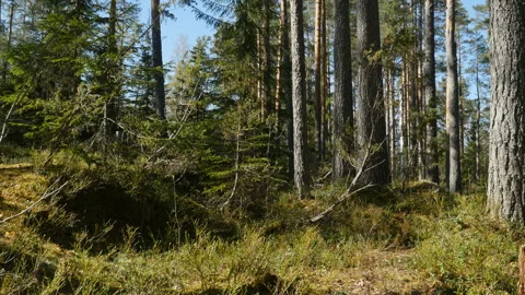 Young backpacker walking in the forest. Hiker travels at forest  스톡 동영상 108049654