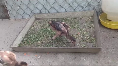 Young Backyard Chicken Pecking Chopped Green Feed in Poultry Tray Видео 347844043
