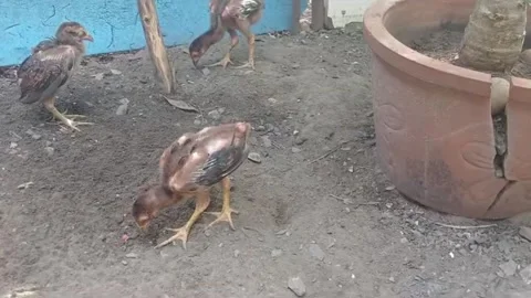 Young Backyard Chicken Scratching Bare Ground While Foraging for Food 스톡 동영상 347887540