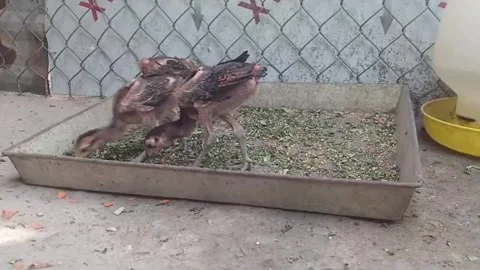 Young Backyard Chickens Foraging and Pecking Chopped Greens in Feeding Tray Видео 347846164