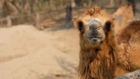 Young bactrain camel Stock Footage 126226673