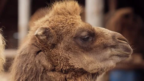Young bactrian camel standing among adult camels in farm enclosure Stock Footage 311055347