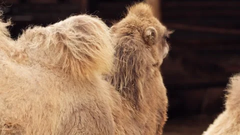 Young bactrian camel standing among adult camels in farm enclosure Stock Footage 311055360