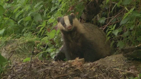 Young badger is looking out of the sett Stock Footage 273821968