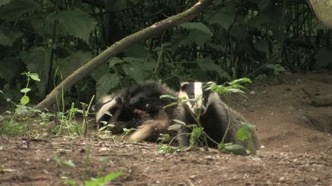 Young badger (meles meles) cleaning himself - wildlife Stock Footage 82073353