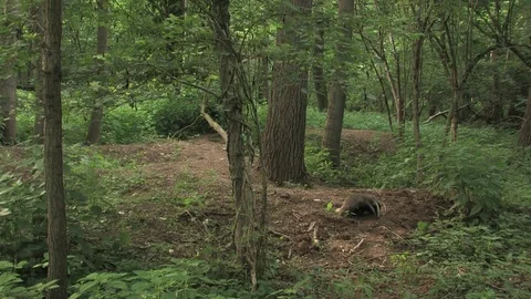 Young badger (meles meles) looking for food - wildlife HD Stock Footage 82073051