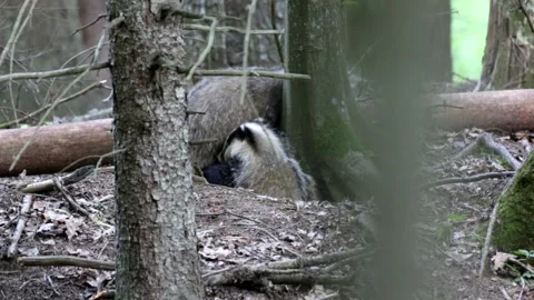 Young badgers explore his burrow surroundings Stock Footage 132553558