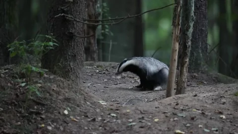 Young badgers Stock Footage 208126361