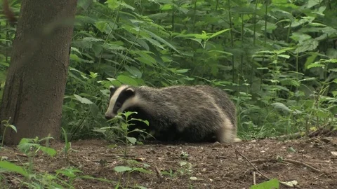 Young badgers (meles meles) looking for food - wildlife Stock Footage 82073358