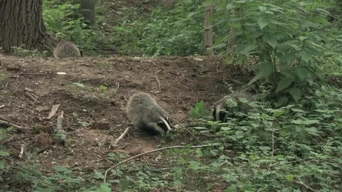 Young badgers (meles meles) looking for food - wildlife Stock Footage 82073366
