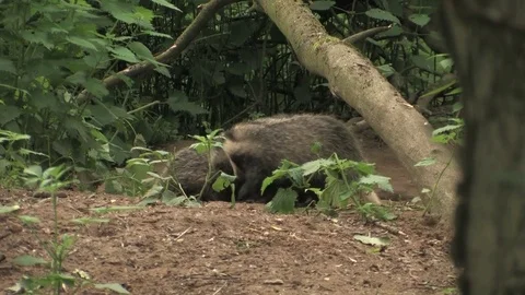 Young badgers (meles meles) playing in wood - wildlife Stock Footage 82073040
