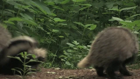Young badgers (meles meles) playing in wood - wildlife Stock Footage 82073043