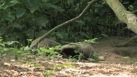 Young badgers (meles meles) playing in wood - wildlife Stock Footage 82073046