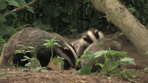Young badgers (meles meles) playing in wood - wildlife Stock Footage 82073053