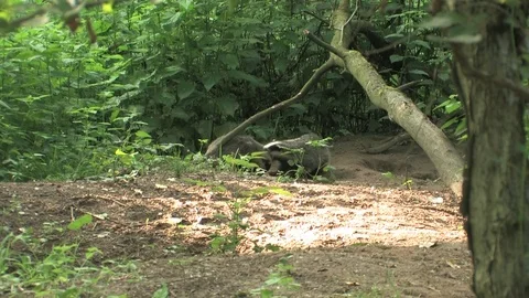 Young badgers (meles meles) playing in wood - wildlife Stock Footage 82073348