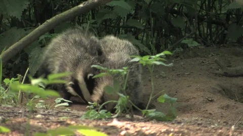 Young badgers (meles meles) playing in wood - wildlife Stock Footage 82073360