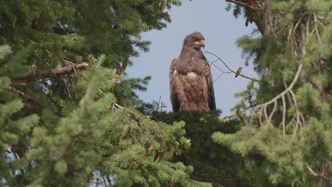 Young Bald Eagle and a Hummingbird Sequim Washington State Stock Footage 166698170