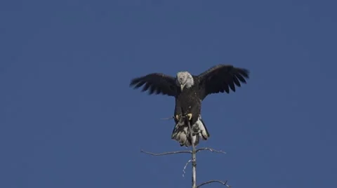 Young Bald Eagle Balancing Wings Spread atop Dead Tree 스톡 동영상 12409785